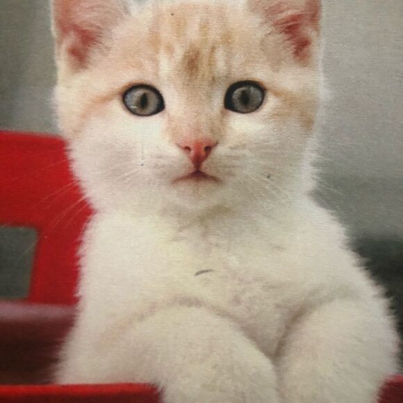 Cat mouse pad - Picture 3 of 3